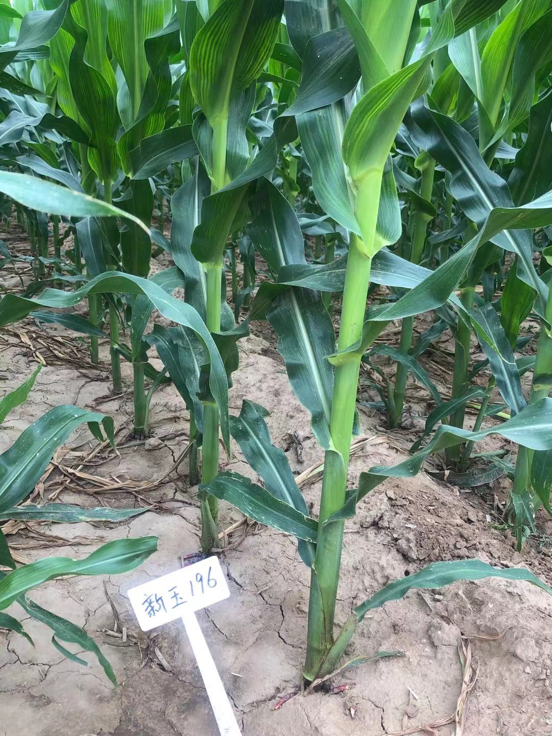 【喜讯】红轴大棒玉米新品种新玉196通过黄淮海初审,公示中