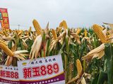新玉889