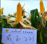 成玉221
