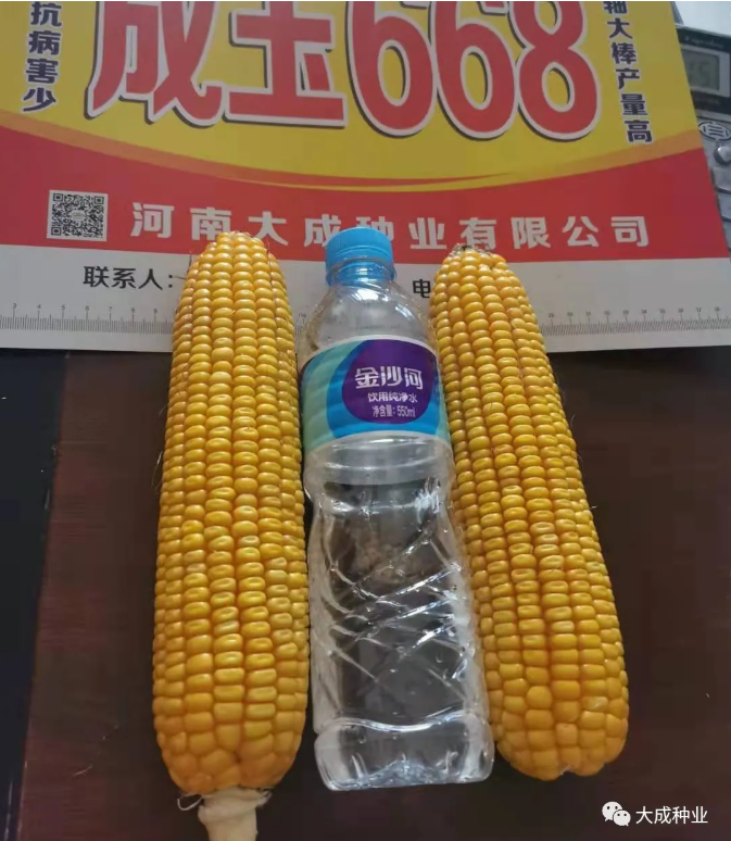 硕育668玉米品种简介图片